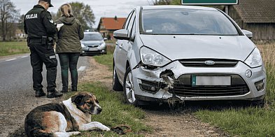 Weekend na drogach. Pies wbiegł pod auto