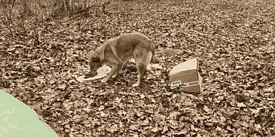 Porzucili psa w lesie. Zwierzę czekało przy kartonie