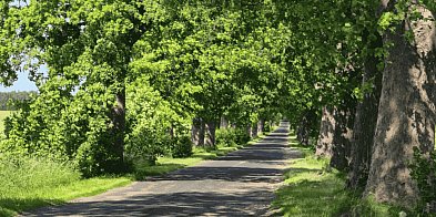 Aleja Kołczygłowy – Poborowo wpisana do rejestru