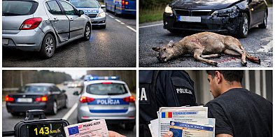 KRONIKA POLICYJNA. Kolizje, sarna na drodze