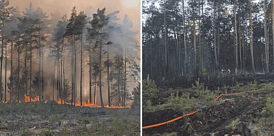 Wielki pożar lasu pod Sylcznem. Płonęło 7 hektarów