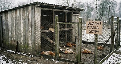 ALARM w Suchorzu! Pierwsze w powiecie ognisko ptasiej grypy-22755