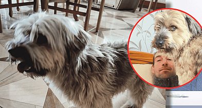 WRÓĆ PRZYJACIELU! Piotr Szulist poszukuje ukochanego psa