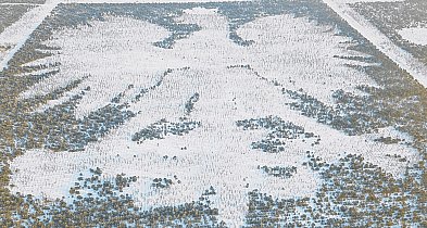 Parchowski leśny ORZEŁ zimowy, a więc w końcu BIAŁY. Nagrali FILM