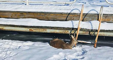 Nietypowa AKCJA ratunkowa na zamarzniętym jeziorze. Sarna URATOWANA