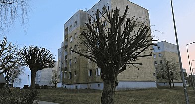 Drzewa zamienione w kikuty? Mieszkańcy oburzeni po przycince na ul. Zwycięstwa