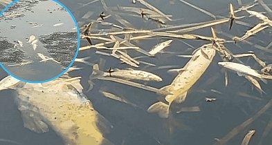 Śnięte ryby po kontroli na jeziorze w Bochowie. Sołtys wskazuje przyczynę