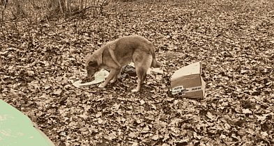 Porzucili psa w lesie. Zwierzę czekało przy kartonie
