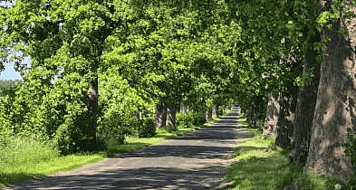 Aleja Kołczygłowy – Poborowo wpisana do rejestru zabytków. Ekolodzy WYGRALI