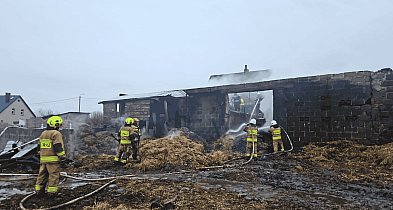 Bochowo walczyło z ogniem przez całą noc. Uratowano 17 sztuk bydła