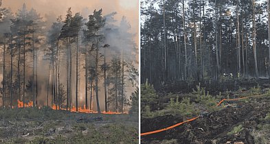Wielki pożar lasu pod Sylcznem. Płonęło 7 hektarów, w akcji 24 zastępy