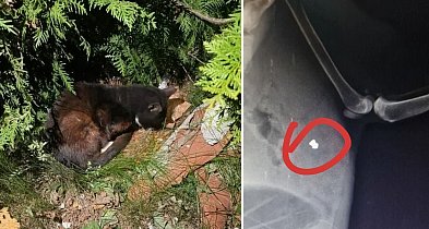 Kotek KONAŁ w krzakach w centrum Kołczygłów. Został POSTRZELONY!