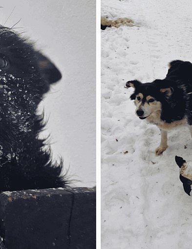 OCENA WZOROWA: Lokalne azyle zdają egzamin z opieki nad zwierzętami