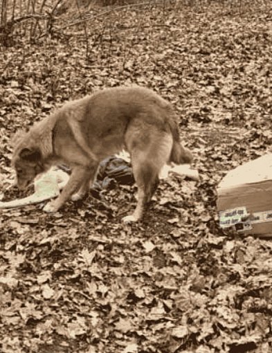 Porzucili psa w lesie. Zwierzę czekało przy kartonie