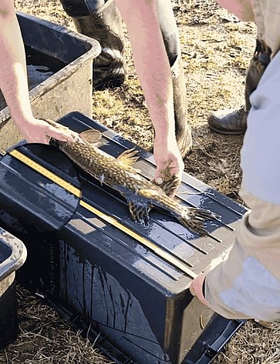 Jezioro prywatne, IKRA i sześć godzin kontroli. Rybak przerywa milczenie