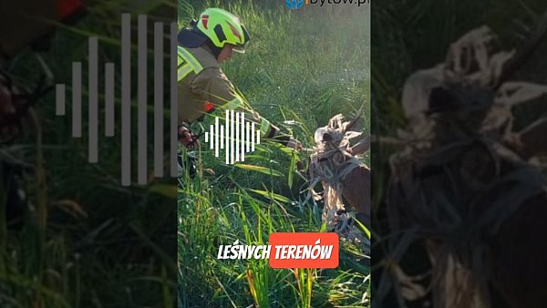 Strażacy ratowali jelenia