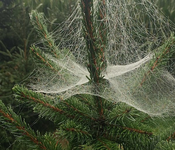 Kupujesz żywą choinkę na święta? Ten szczegół łatwo przeoczyć-22399