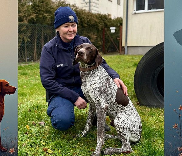 WADO - nowy pies w bytowskiej komendzie-22409