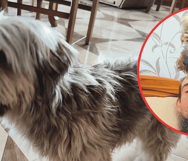 WRÓĆ PRZYJACIELU! Piotr Szulist poszukuje ukochanego psa