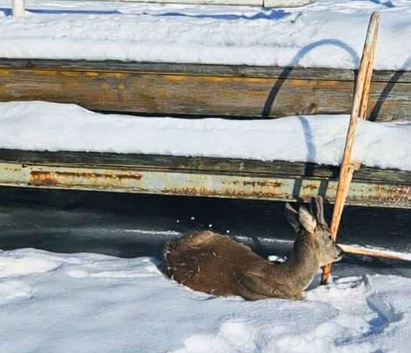 Nietypowa AKCJA ratunkowa na zamarzniętym jeziorze. Sarna URATOWANA