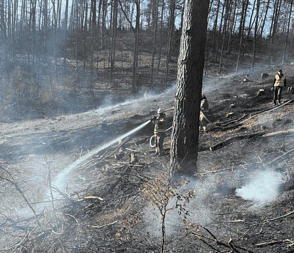 Pożar lasu w pobliżu Kotuszewa. Spłonęło pół hektara poszycia