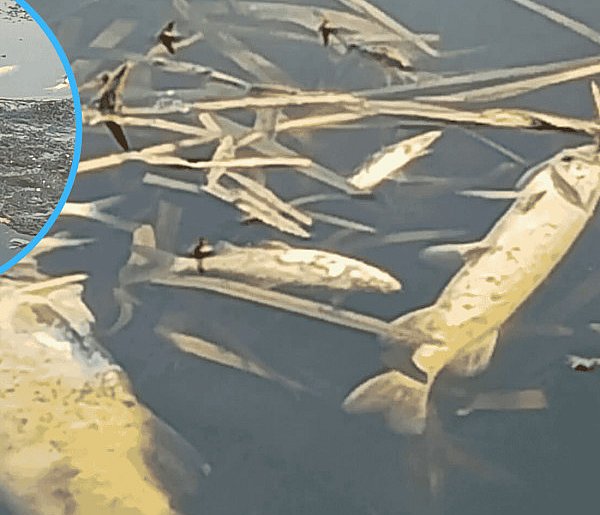 Śnięte ryby po kontroli na jeziorze w Bochowie. Sołtys wskazuje przyczynę
