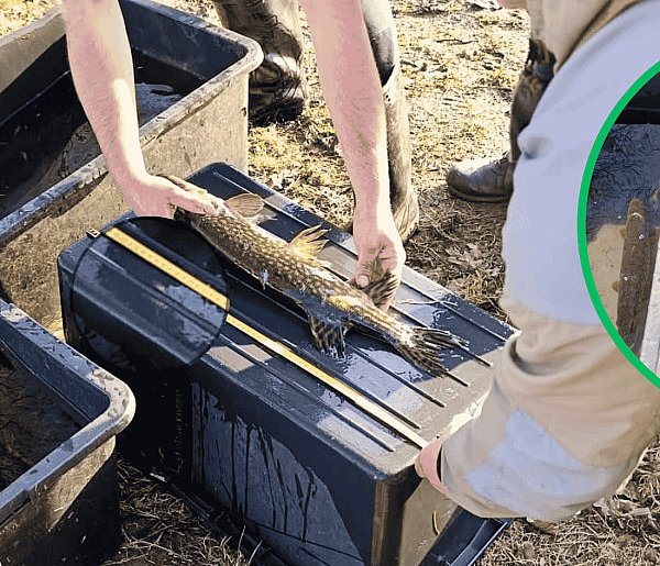 Kłusownicy złapani nad jeziorem Glinowskim. W sieciach było 9 szczupaków