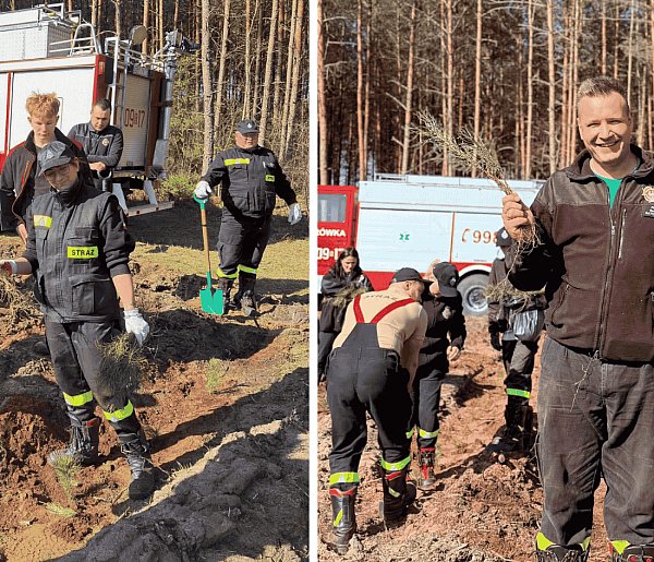 Zielona misja strażaków. Ochotnicy wspólnie sadzili las w Nadleśnictwie Łupawa