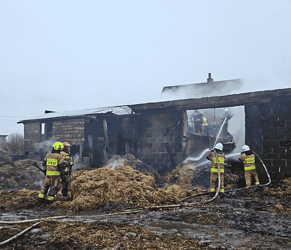 Bochowo walczyło z ogniem przez całą noc. Uratowano 17 sztuk bydła