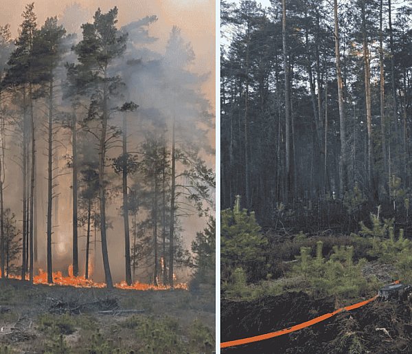 Wielki pożar lasu pod Sylcznem. Płonęło 7 hektarów, w akcji 24 zastępy