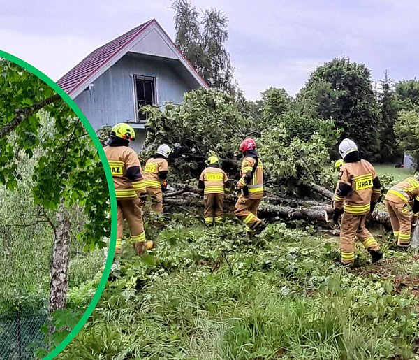 Piorun ROZŁUPAŁ ogromne drzewo. AKCJA STRAŻAKÓW w Rokitach