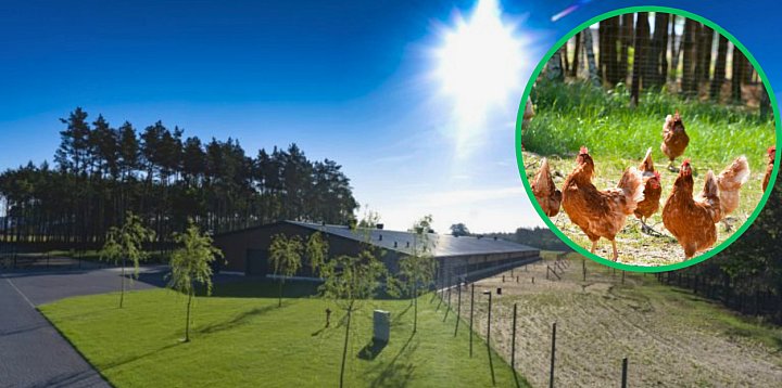 Wielka fabryka jaj. INWESTYCJA za 400 milionów