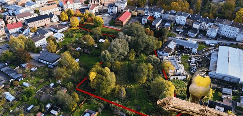 ZALEJĄ teren przy ul. Drzymały. 9 MLN LITRÓW wody i… pliszka w rurze PCV