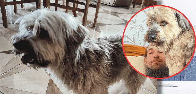 WRÓĆ PRZYJACIELU! Piotr Szulist poszukuje ukochanego psa