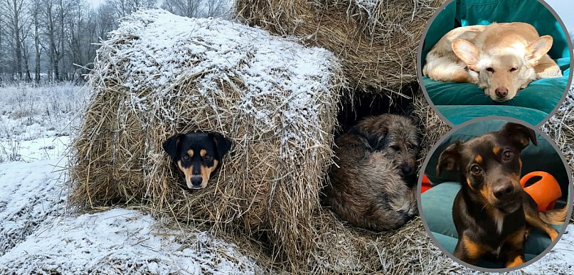 Dramat z NAJPIĘKNIEJSZYM zakończeniem. Zaginione psy z Udorpia są już w domu!