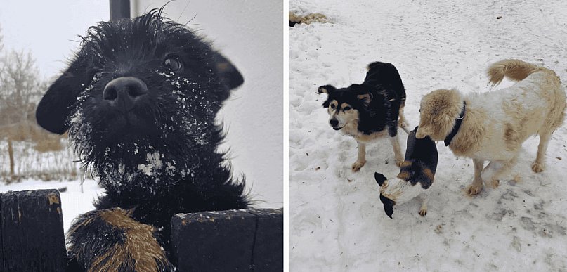 OCENA WZOROWA: Lokalne azyle zdają egzamin z opieki nad zwierzętami