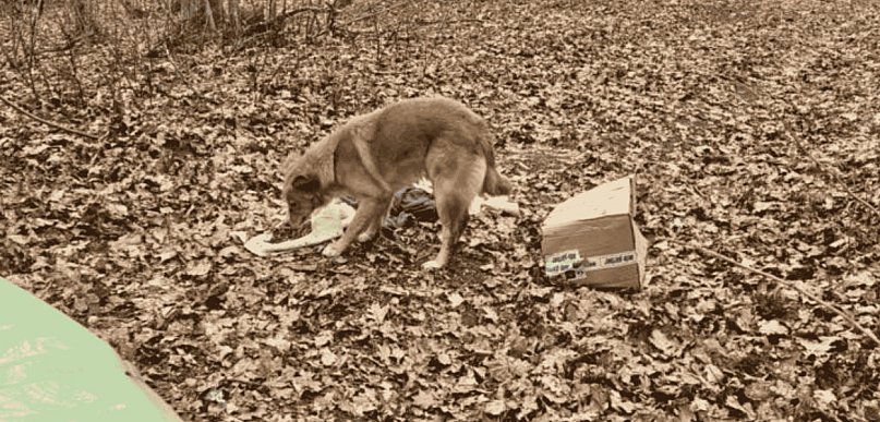 Porzucili psa w lesie. Zwierzę czekało przy kartonie
