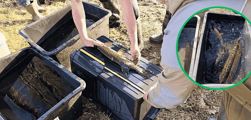 Kłusownicy złapani nad jeziorem Glinowskim. W sieciach było 9 szczupaków