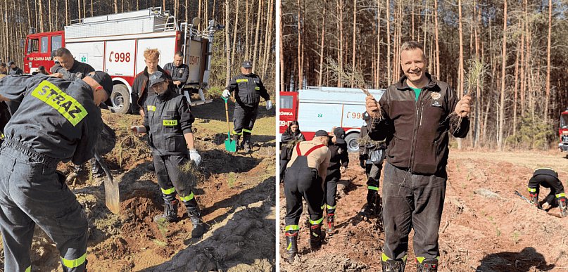 Zielona misja strażaków. Ochotnicy wspólnie sadzili las w Nadleśnictwie Łupawa
