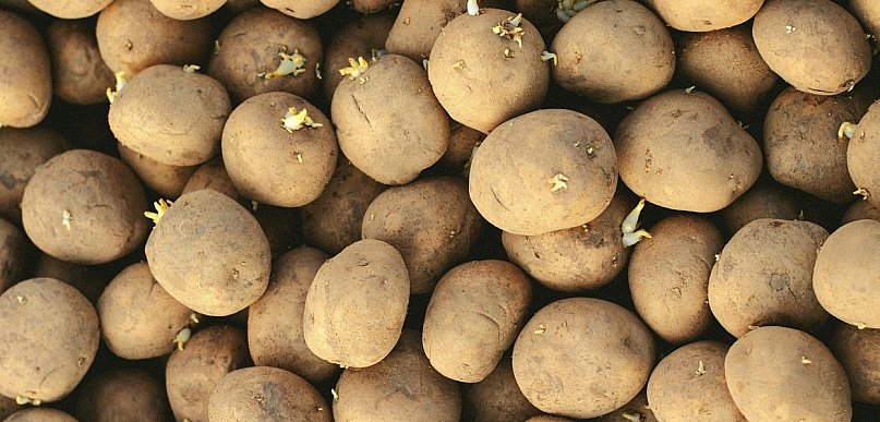 Tobołki polne w ziemniakach – cichy konkurent plonu.