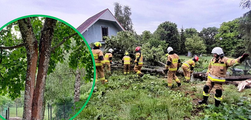 Piorun ROZŁUPAŁ ogromne drzewo. AKCJA STRAŻAKÓW w Rokitach