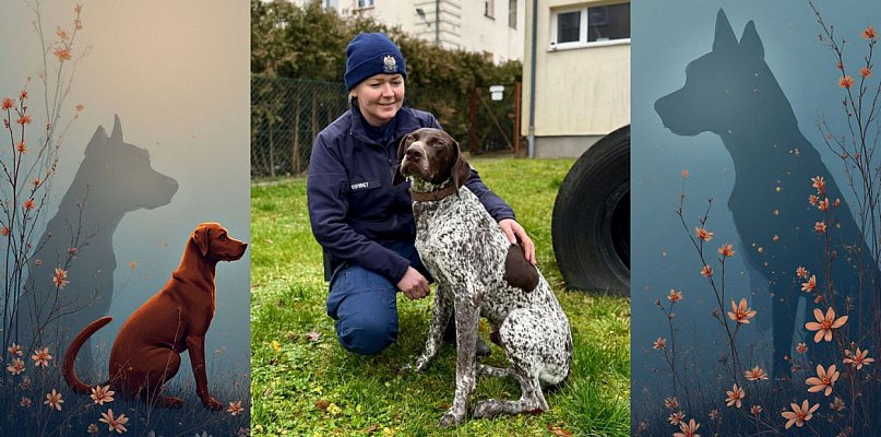 WADO - nowy pies w bytowskiej komendzie - 22409