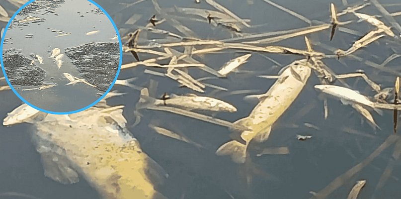Śnięte ryby po kontroli na jeziorze w Bochowie. Sołtys wskazuje przyczynę