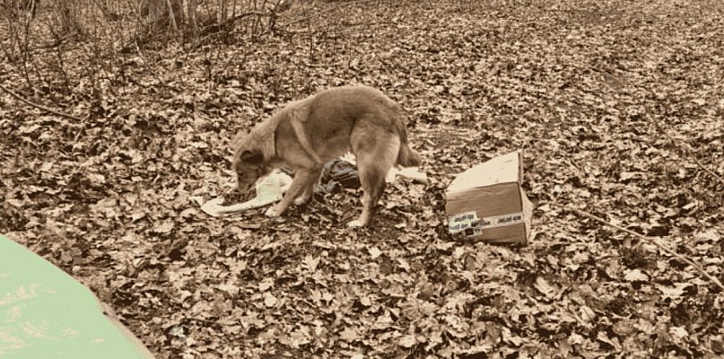 Porzucili psa w lesie. Zwierzę czekało przy kartonie