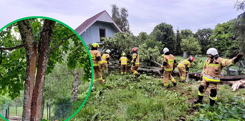 Piorun ROZŁUPAŁ ogromne drzewo. AKCJA STRAŻAKÓW w Rokitach