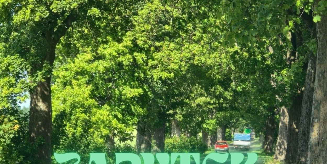 Aleja drzew wzdłuż drogi powiatowej Trzebielino - Kołczygłowy uzyska status zabytku