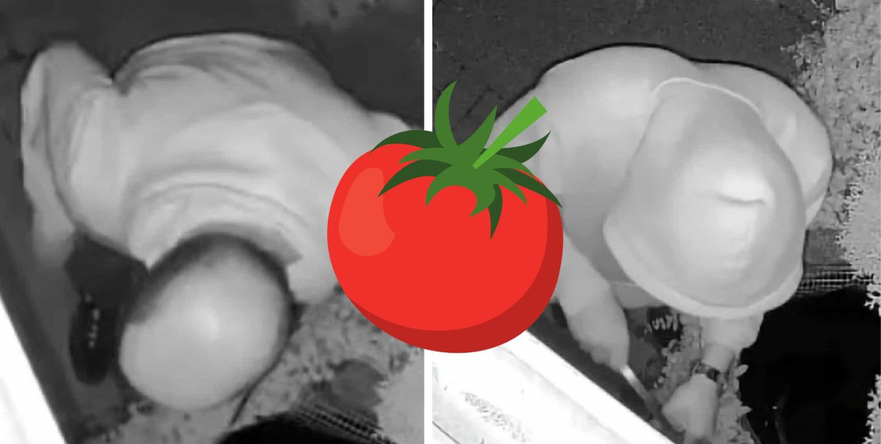 Ten uwieczniony na nagraniu mężczyzna próbował włamać się do szklarni na działkach przy ulicy Miłej