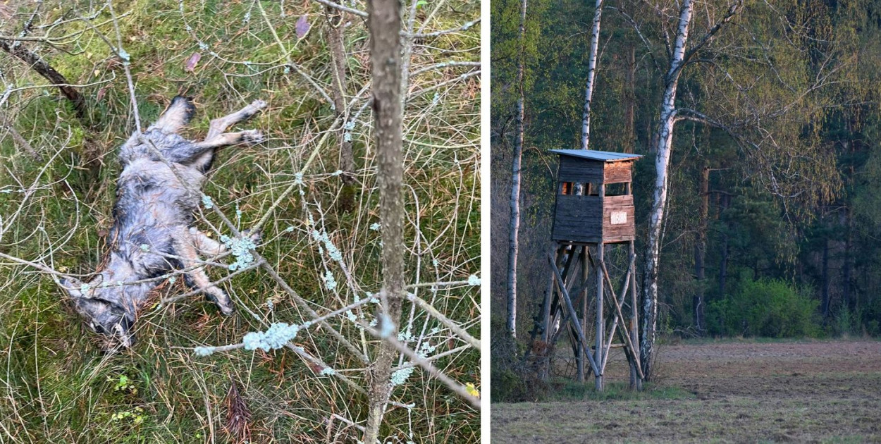 W pobliżu miejscowości Skryte w gminie Lipnica znaleziono martwego wilka 