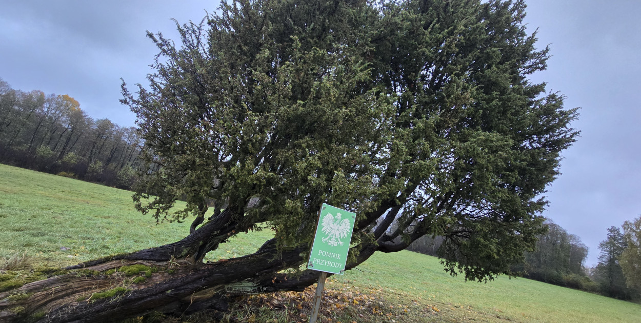 Ten jałowiec został objęty ochroną jako pomnik przyrody