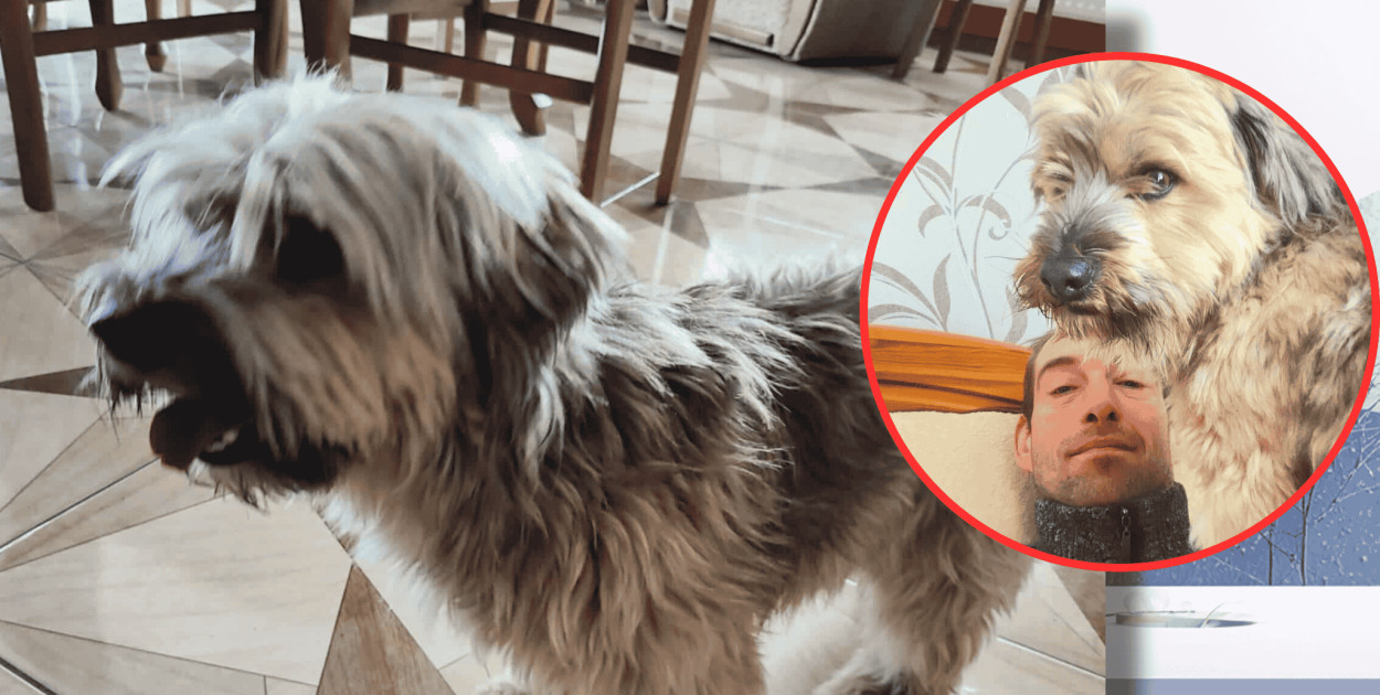 WRÓĆ PRZYJACIELU! Piotr Szulist poszukuje ukochanego psa